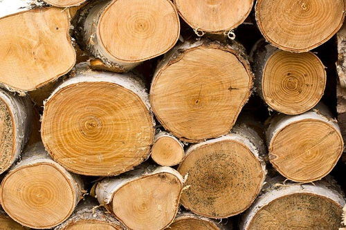 未加工木材在商标分类表里属于哪类商标