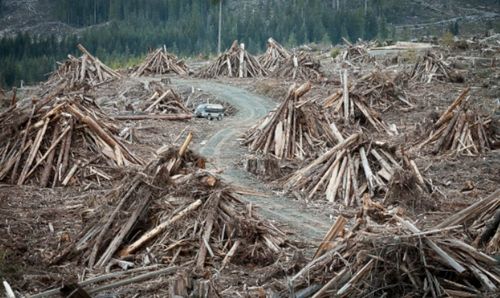 新西兰一木材公司大量收购木材废料,用来作成...
